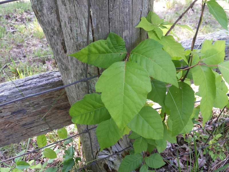 Poison Ivy