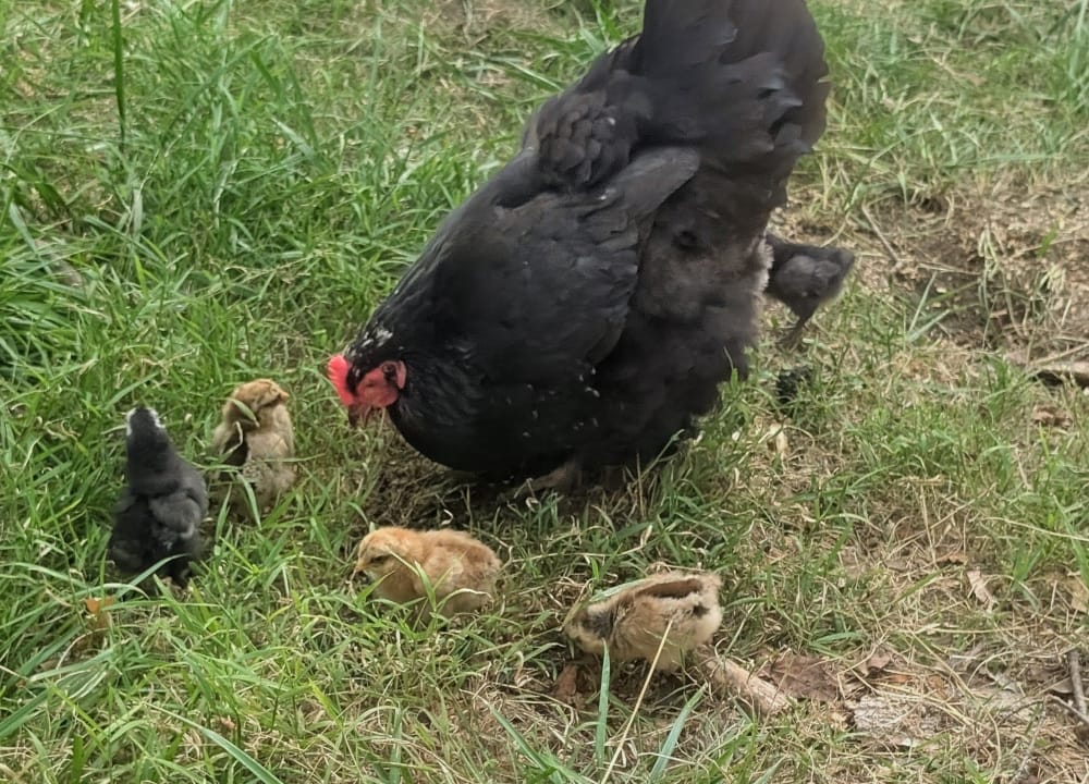 Mama hen surrounded by a few of her chicks.