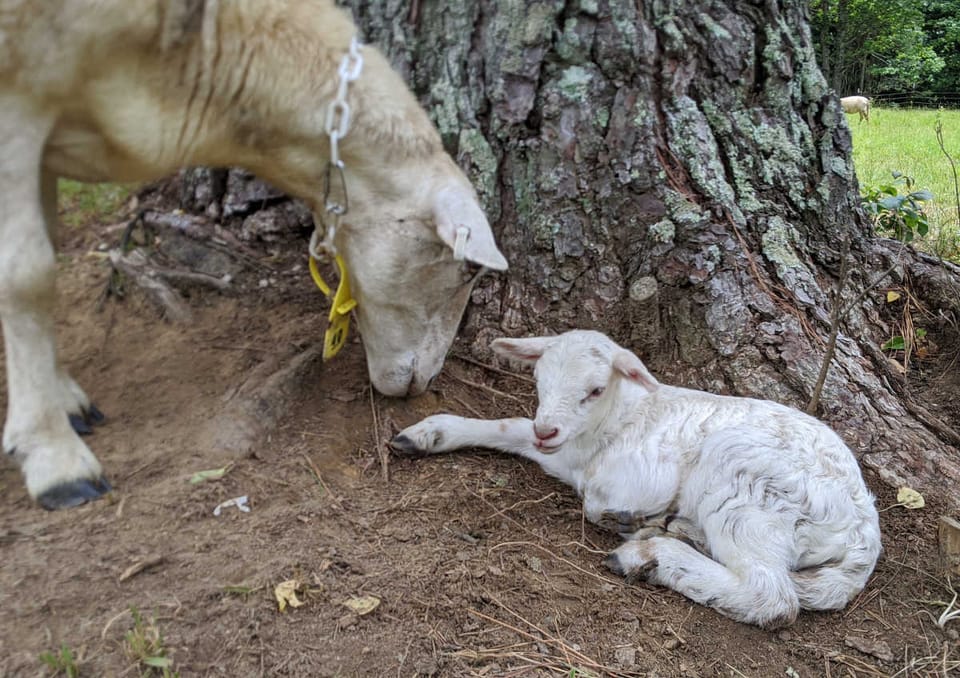 Lambwatch 2020!