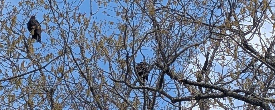 Two black vultures hanging out in an oak tree.
